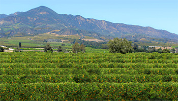 Santa Paula CA